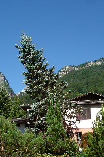 Sommer 09 - 012 - Baum um @ Spittel 41