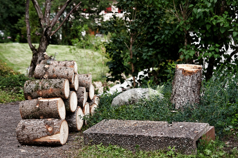 Sommer 09 - 013 - Baum um @ Spittel 41
