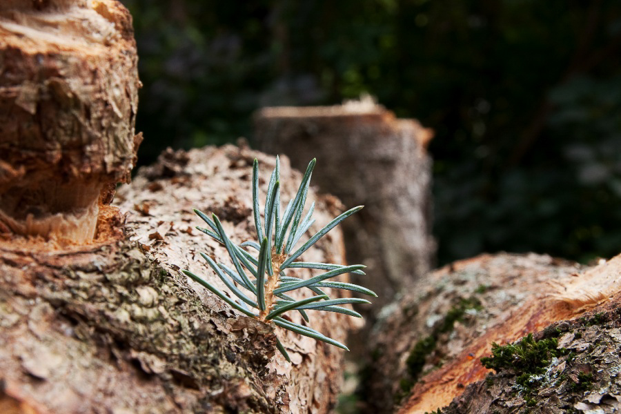 Sommer 09 - 014 - Baum um @ Spittel 41