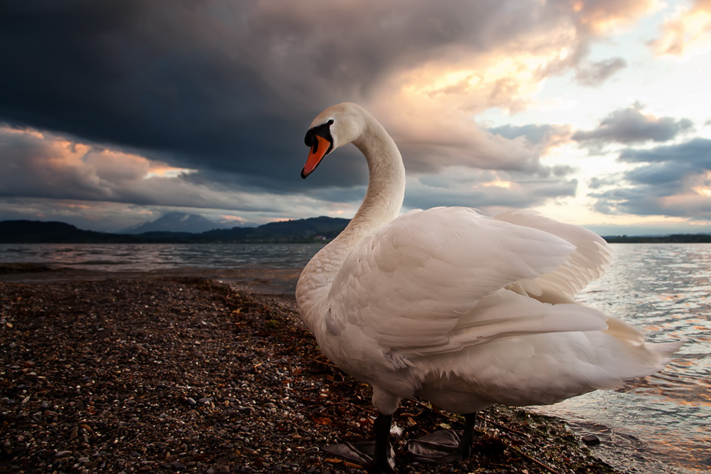 001 - Sommer 2013 - Am Zugersee