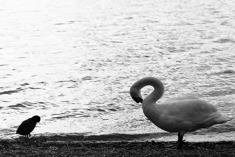 003 - Sommer 2013 - Nachahmer