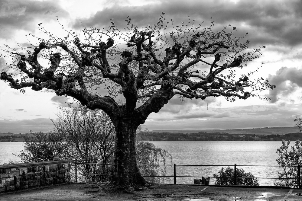 004 - Sommer 2013 - Der Baum