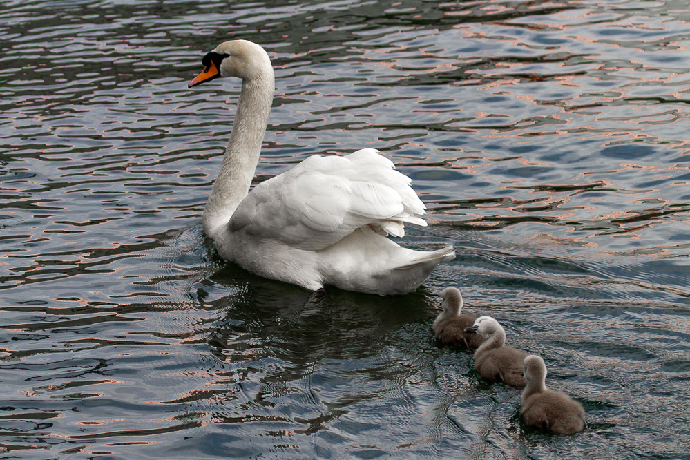 005 - Sommer 2013 - Nachwuchs