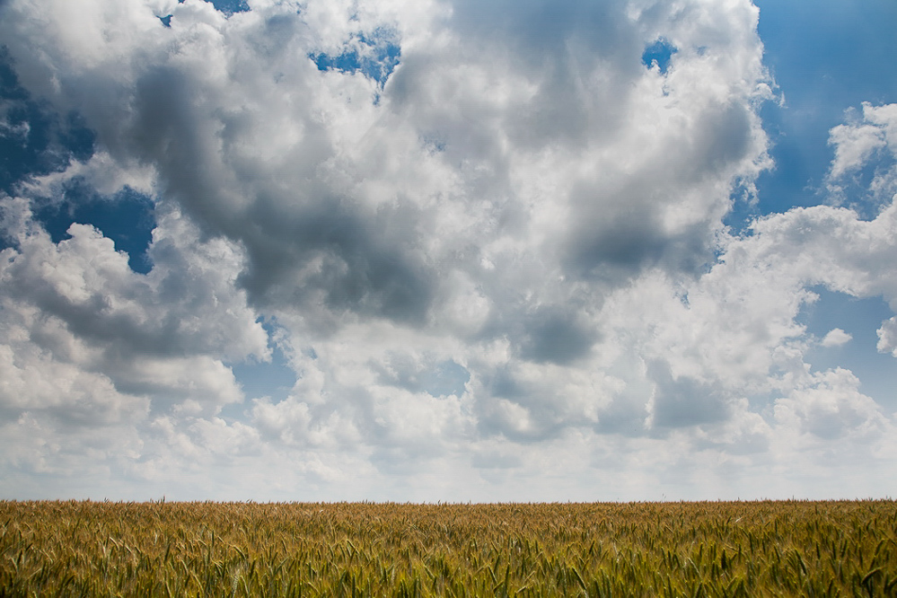 017 - Sommer 2013 - Kornfeld