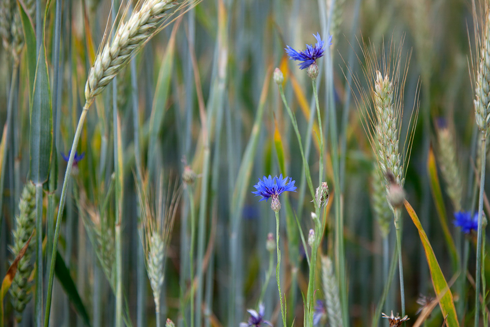 019 - Sommer 2013 - Kornfeld