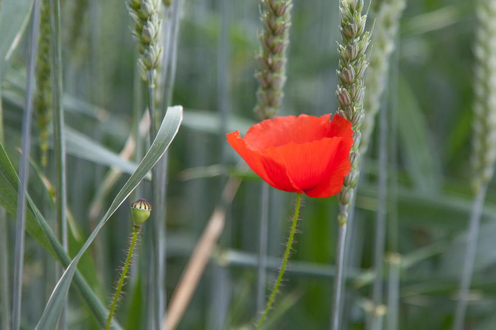 020 - Sommer 2013 - Mohn