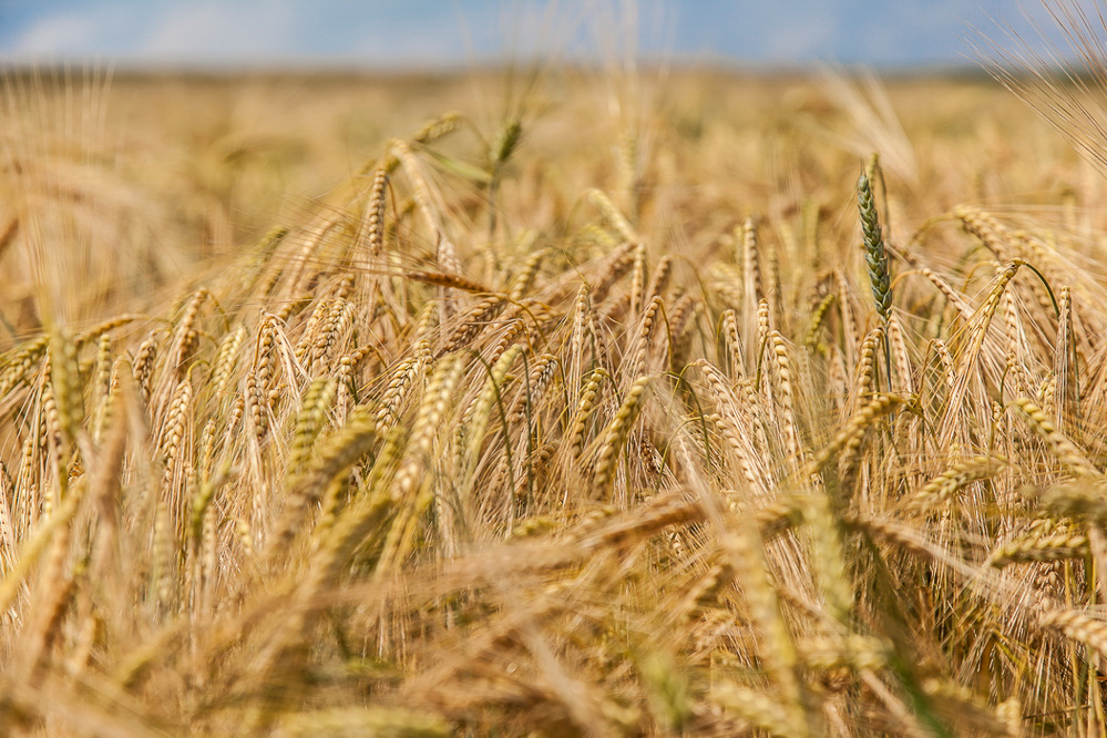 021 - Sommer 2013 - Kornfeld