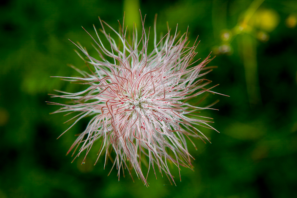 035 - Sommer 2013 - Blume