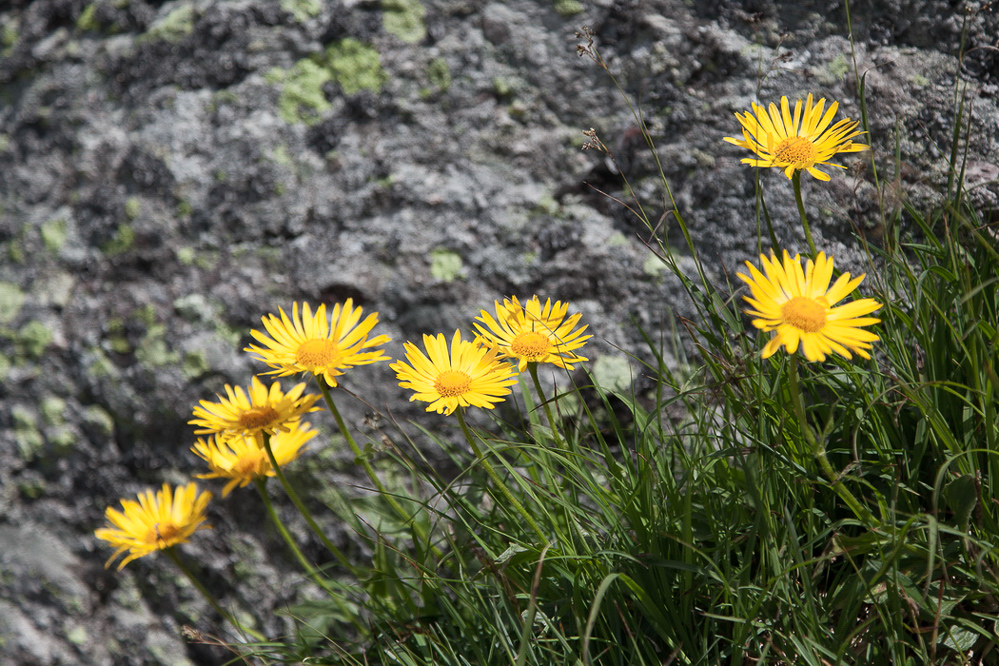 036 - Sommer 2013 - Blume