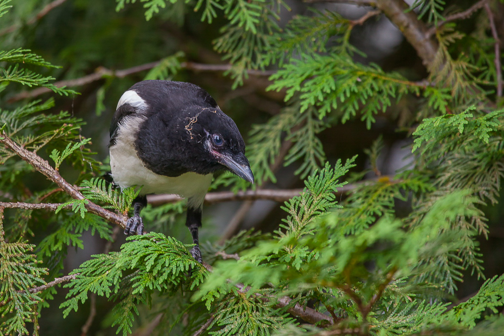 038 - Sommer 2013 - Dreckspatz bzw Elster