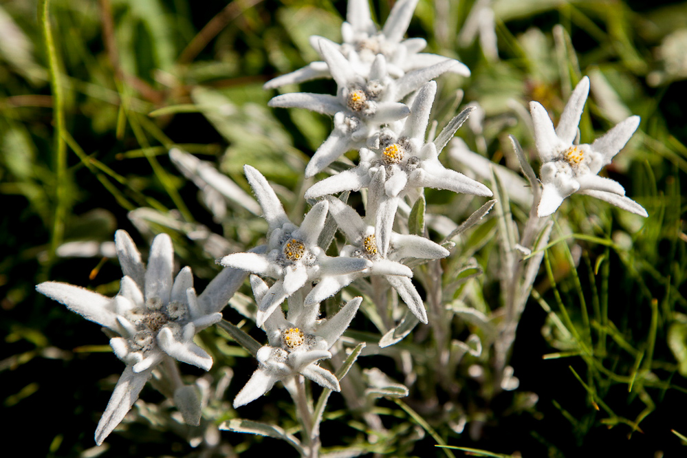 052 - Sommer 2013 - Edelweiss