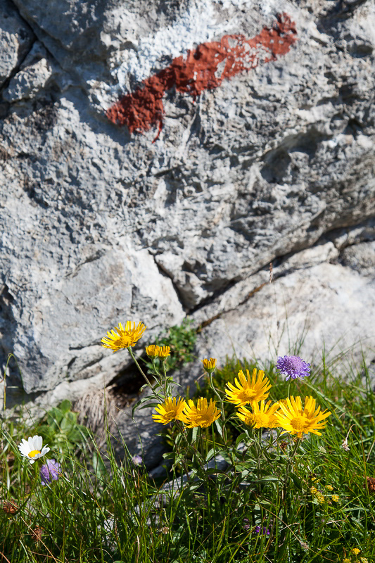 053 - Sommer 2013 - Wanderwegbezeichnungsblumen