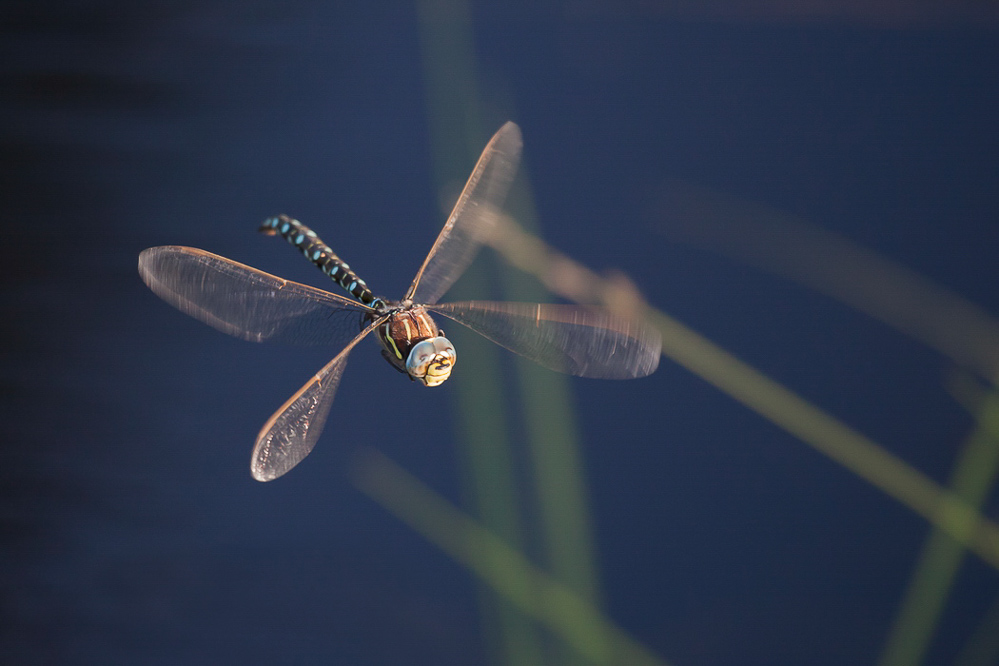 058 - Sommer 2013 - Libelle im Abendlicht