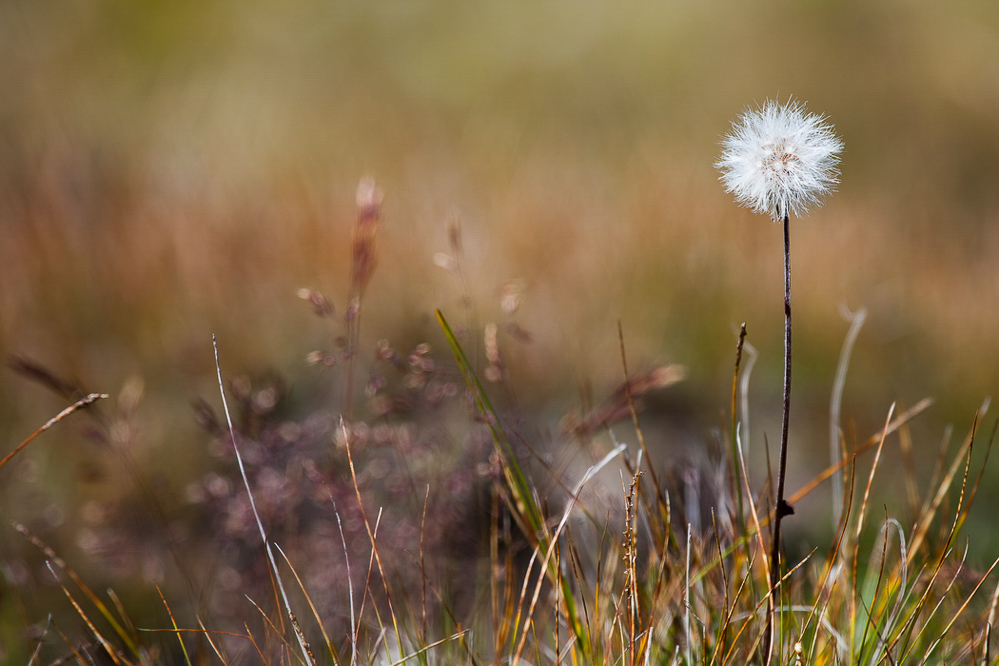 067 - Sommer 2013 - Blume