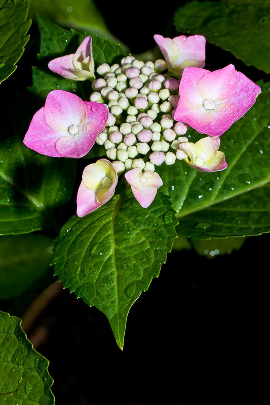 Sommer - 010 - Sommerblume