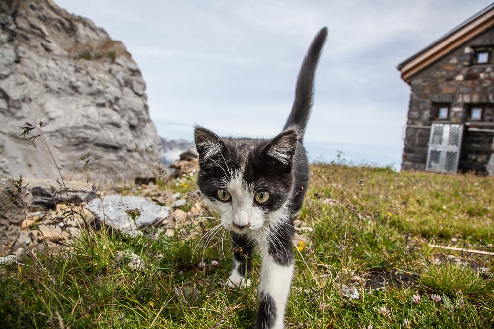 023 - Wachkatze in der Claridenhütte