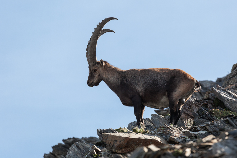 036 - Steinbock auf den Nüschenstock