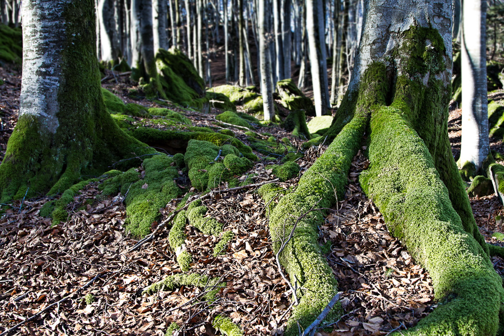 ss-001 - Im Eichwald