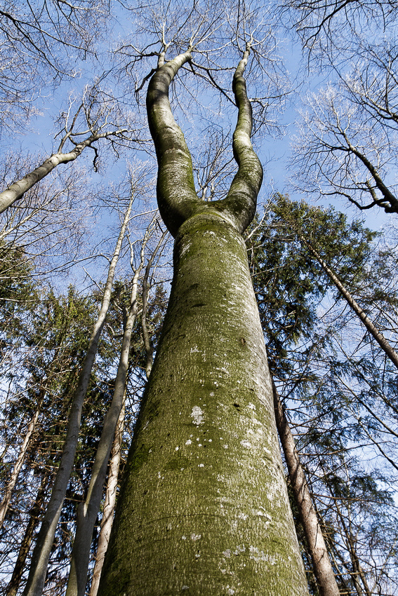ss-010 - Baum