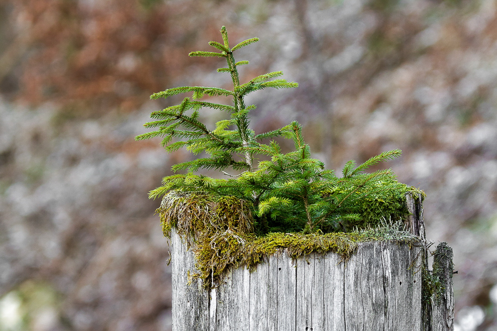 ss-025 - Oh Tannenbaum