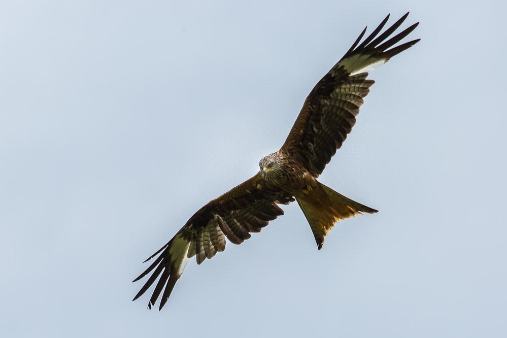 bueker_007