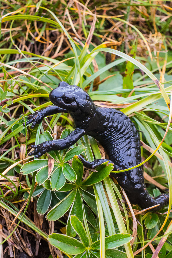 alpina_032 - Alpensalamander