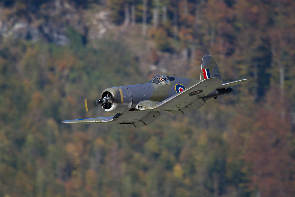 Warbird Mollis - 015