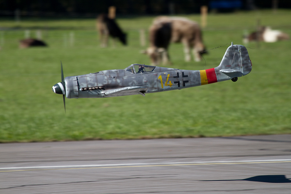 Warbird Mollis - 033