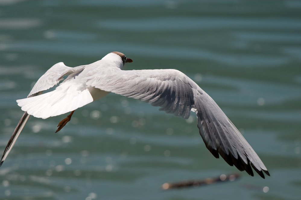 Weesen 009- ©MD - Und wieder weg