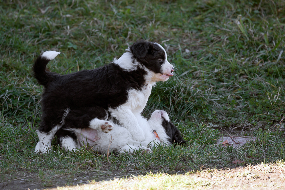 welpen_001