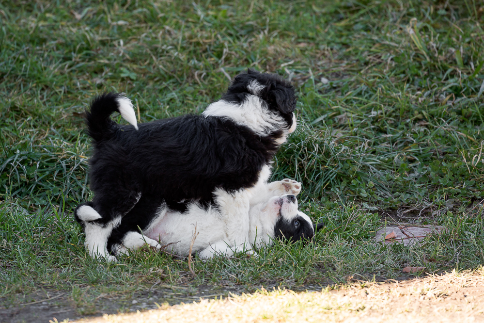 welpen_002