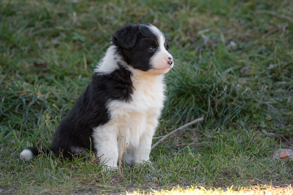 welpen_003