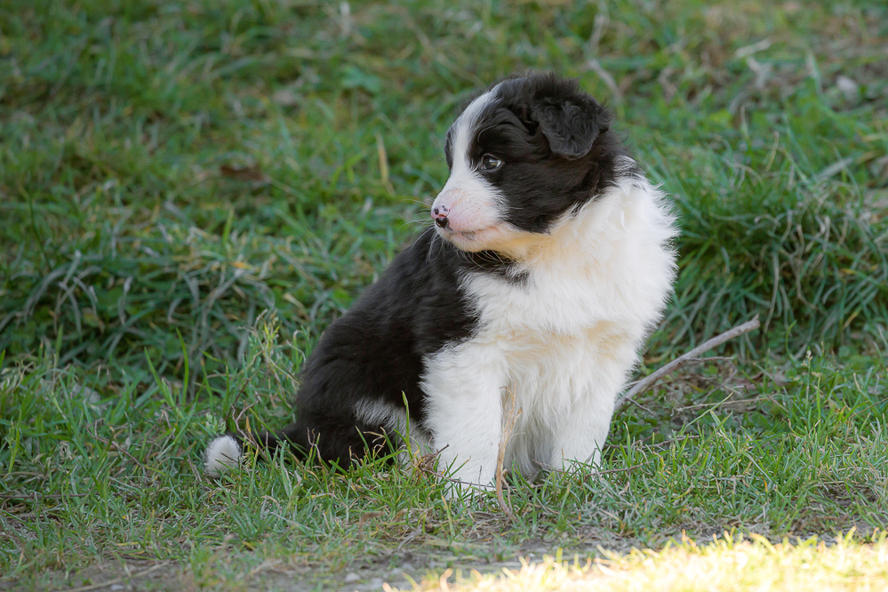 welpen_004