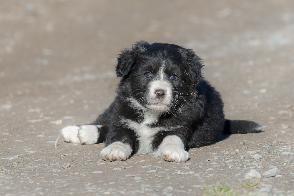 welpen_008
