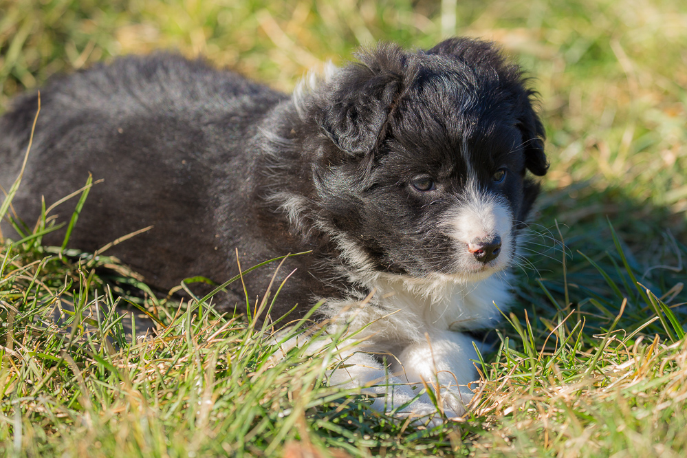 welpen_012