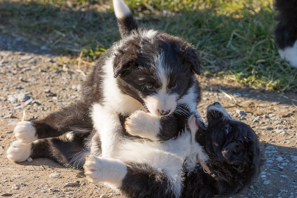 welpen_018