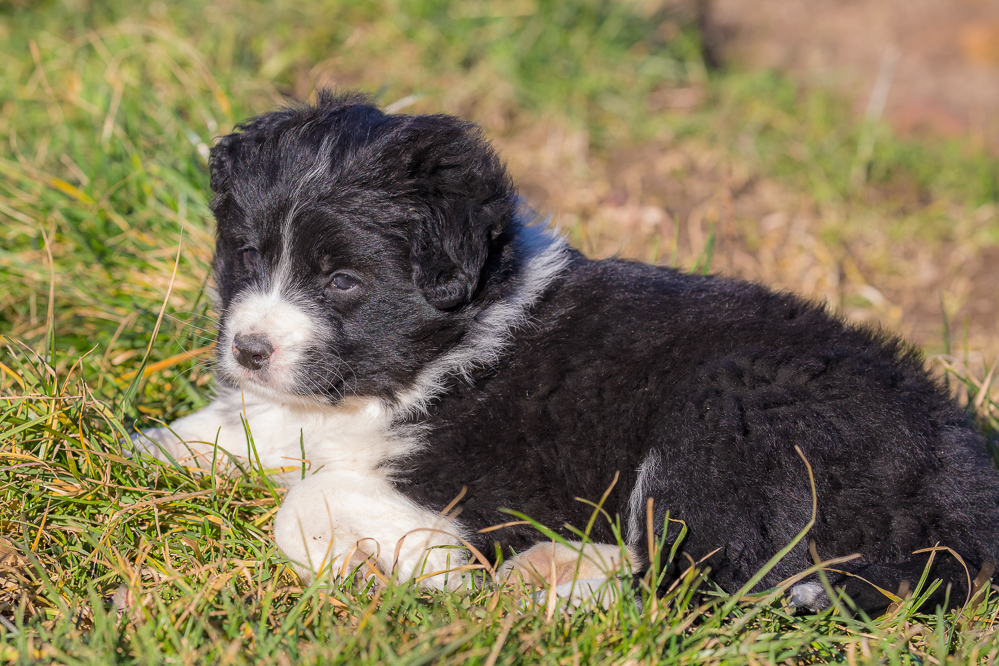 welpen_019