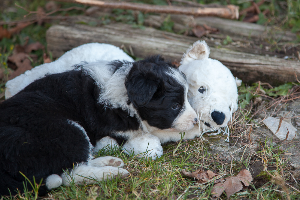 welpen_032