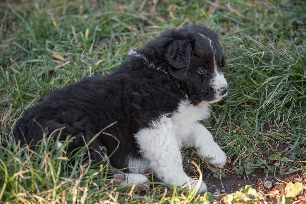 welpen_040