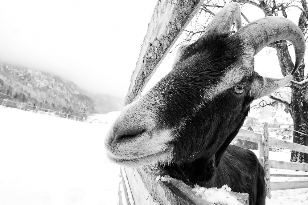winter_019