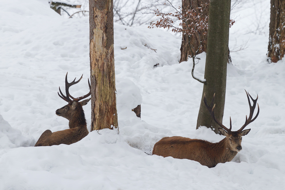 winter_035