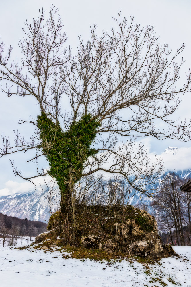 Winter 21-21 15 - Rehbaum