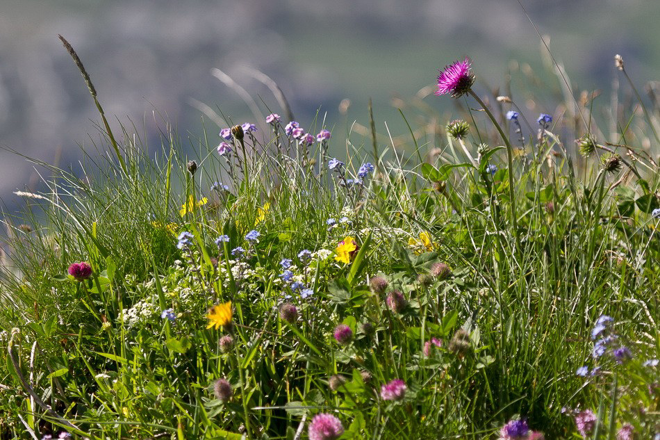 Zigermeet - Fr - 005 - Sommerblumenwiese