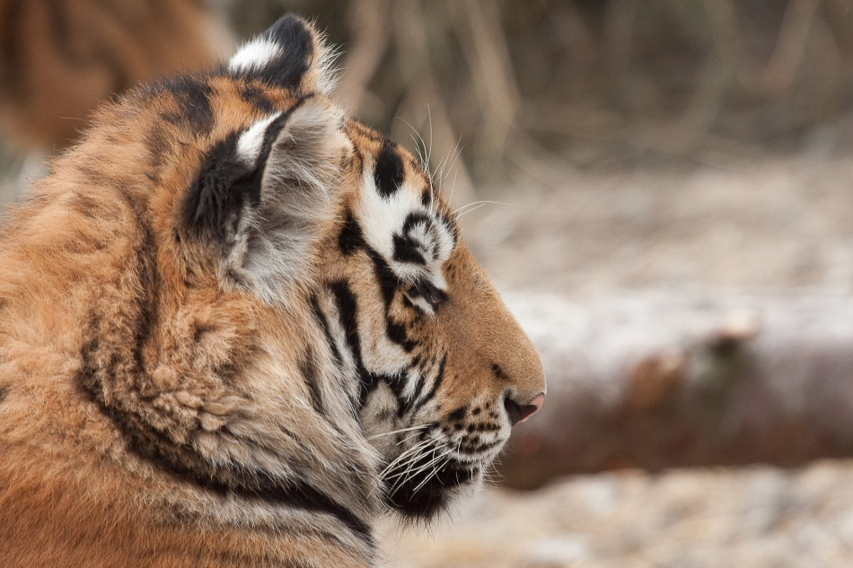 005 - Zoo - ©MD