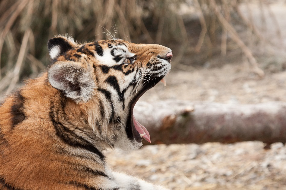 006 - Zoo - ©MD