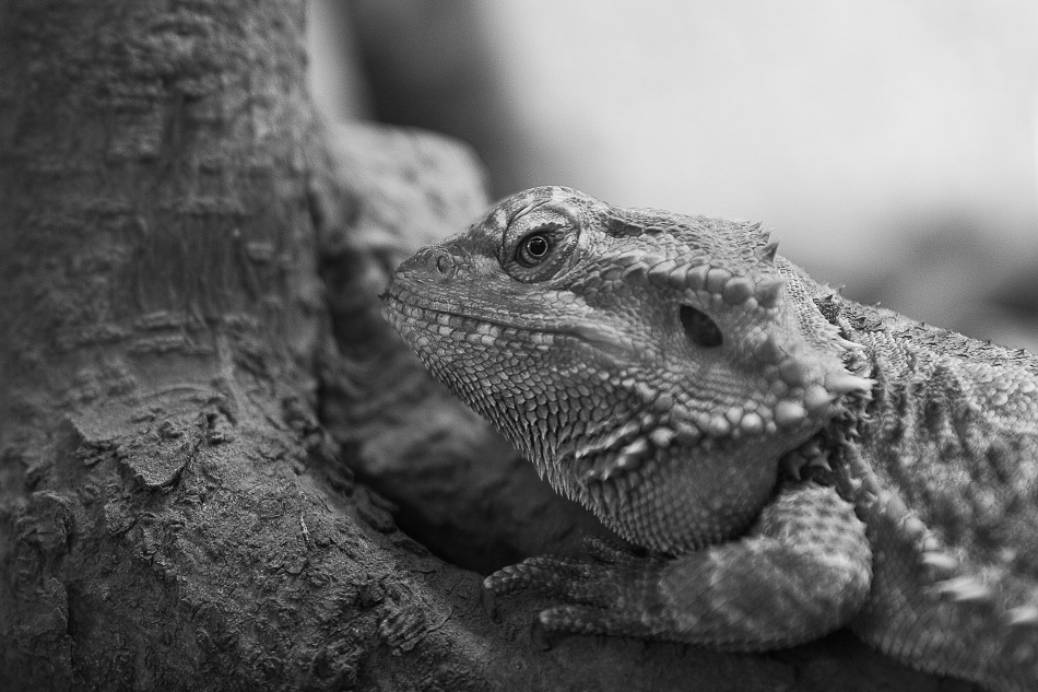 014 - Zoo - ©MD