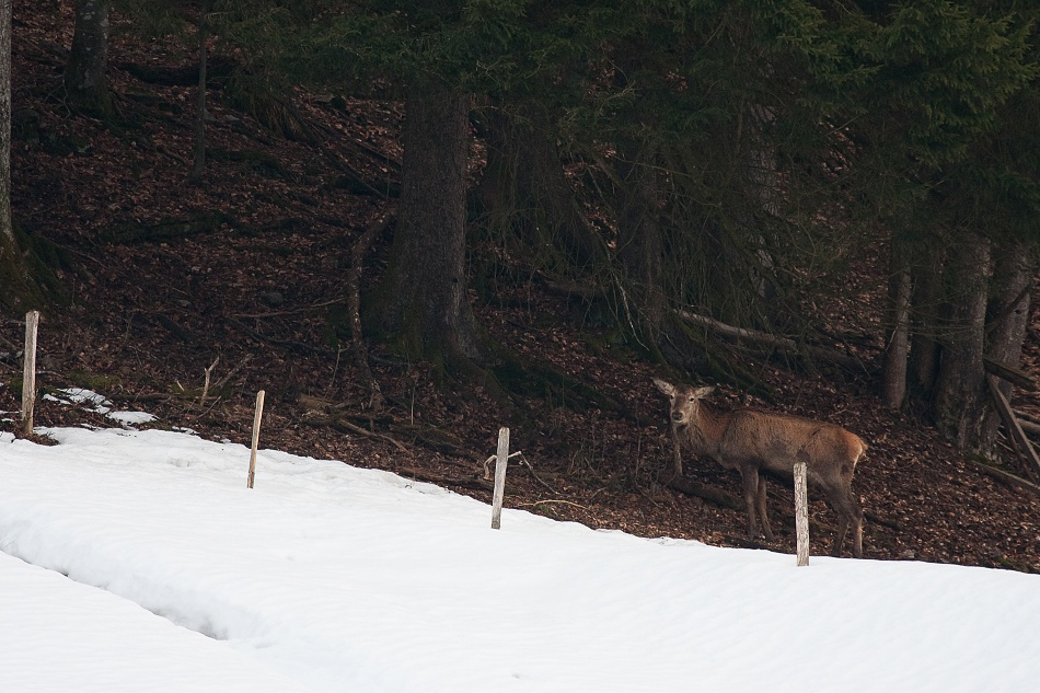 016 - Wildlife - ©MD