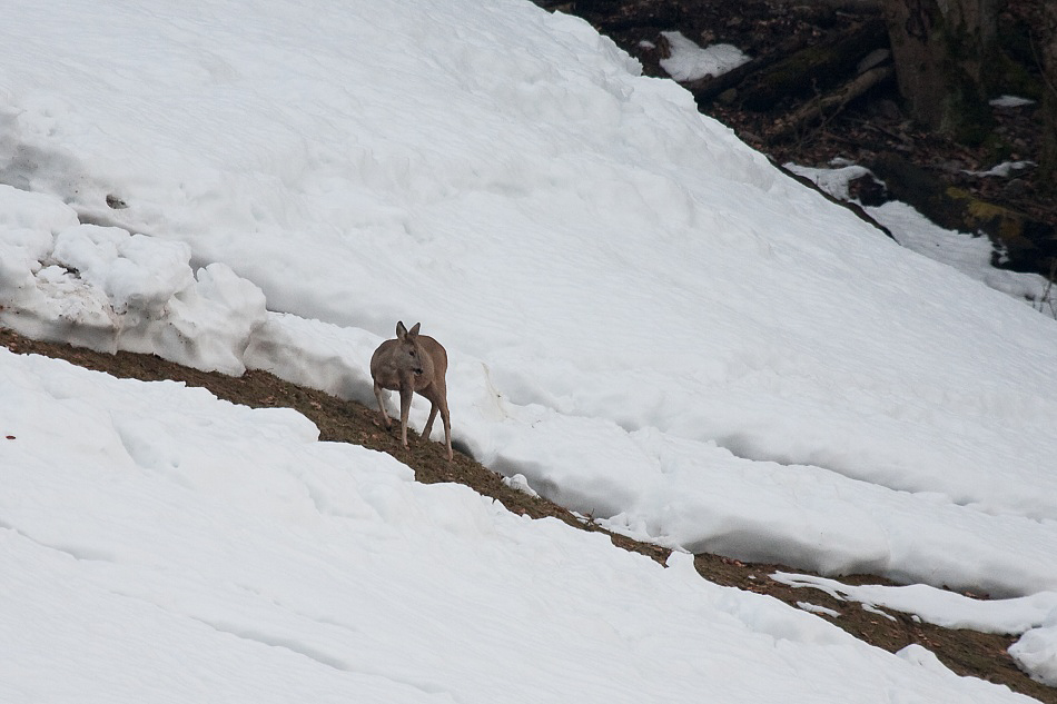 017 - Wildlife - ©MD