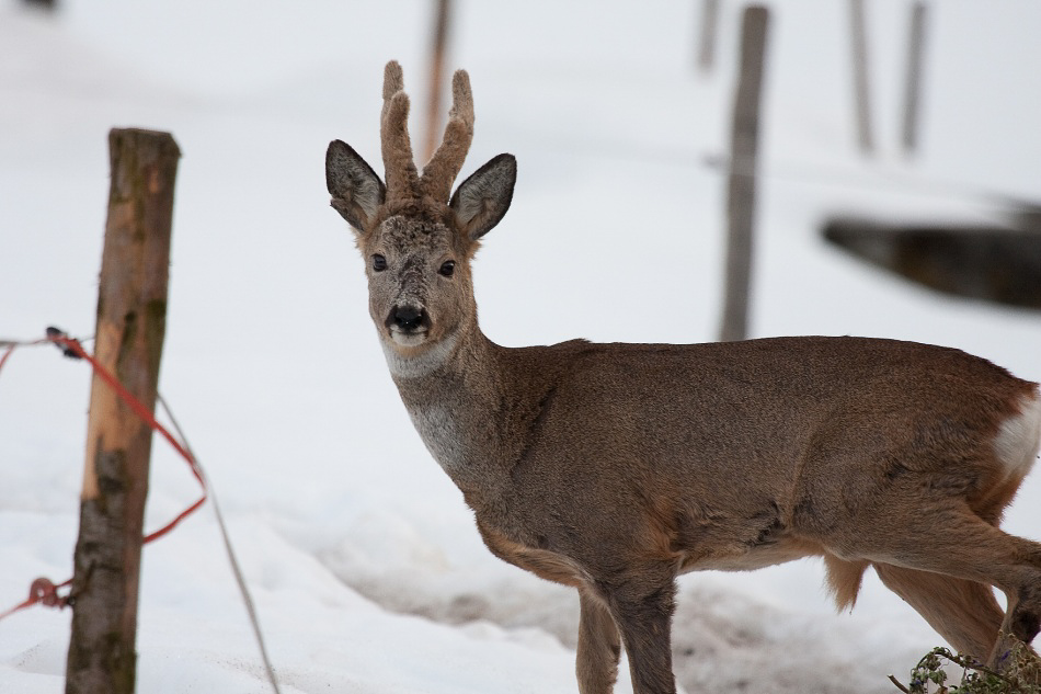 018 - Wildlife - ©MD