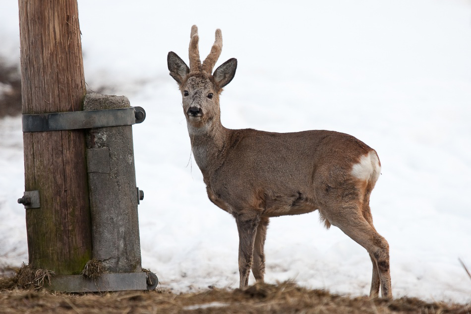 019 - Wildlife - ©MD